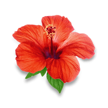 Hibiskuskukkajauhe
