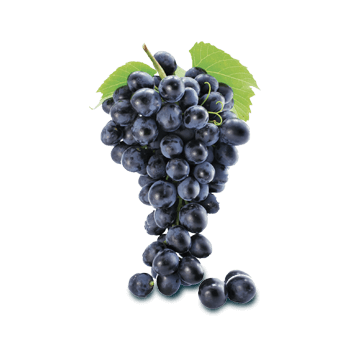 Viinirypäleen siemenuute